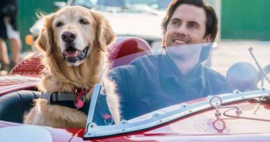 Filmes parecidos com Caramelo: A Arte de Correr na Chuva, cachorro, Netflix e Disney+