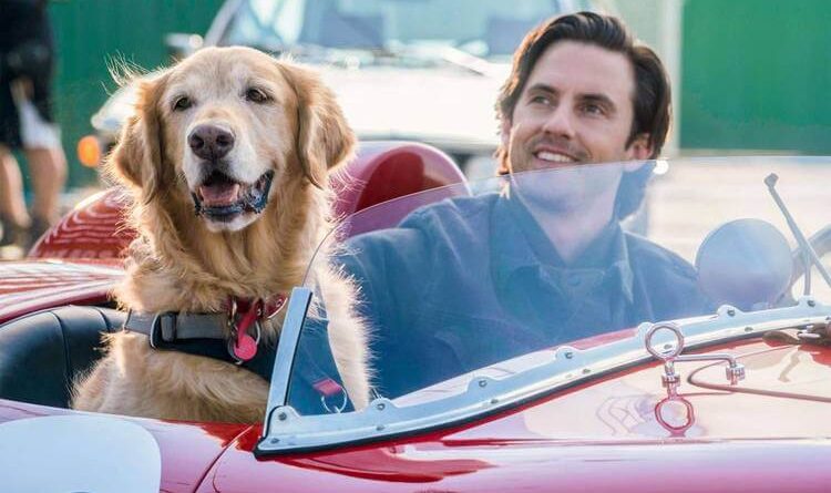 Filmes parecidos com Caramelo: A Arte de Correr na Chuva, cachorro, Netflix e Disney+