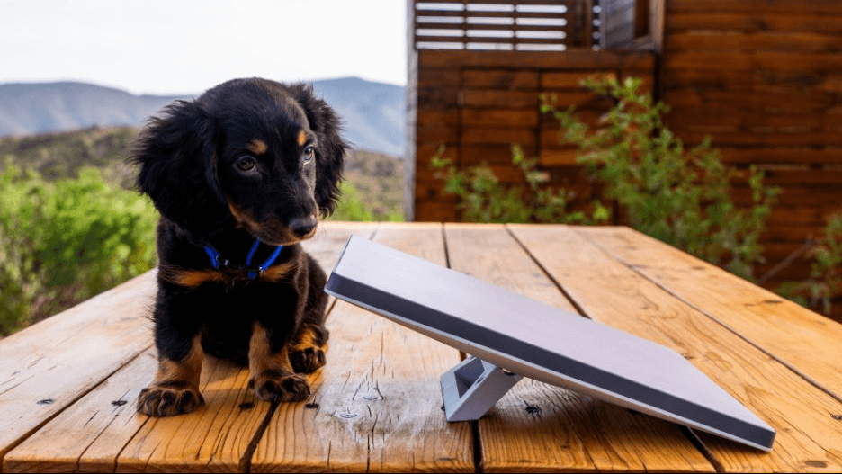 Starlink chega a 9 milhões e cresce 20 mil clientes por dia 3 Antena Starlink Mini ao lado de um cachorro pequeno
